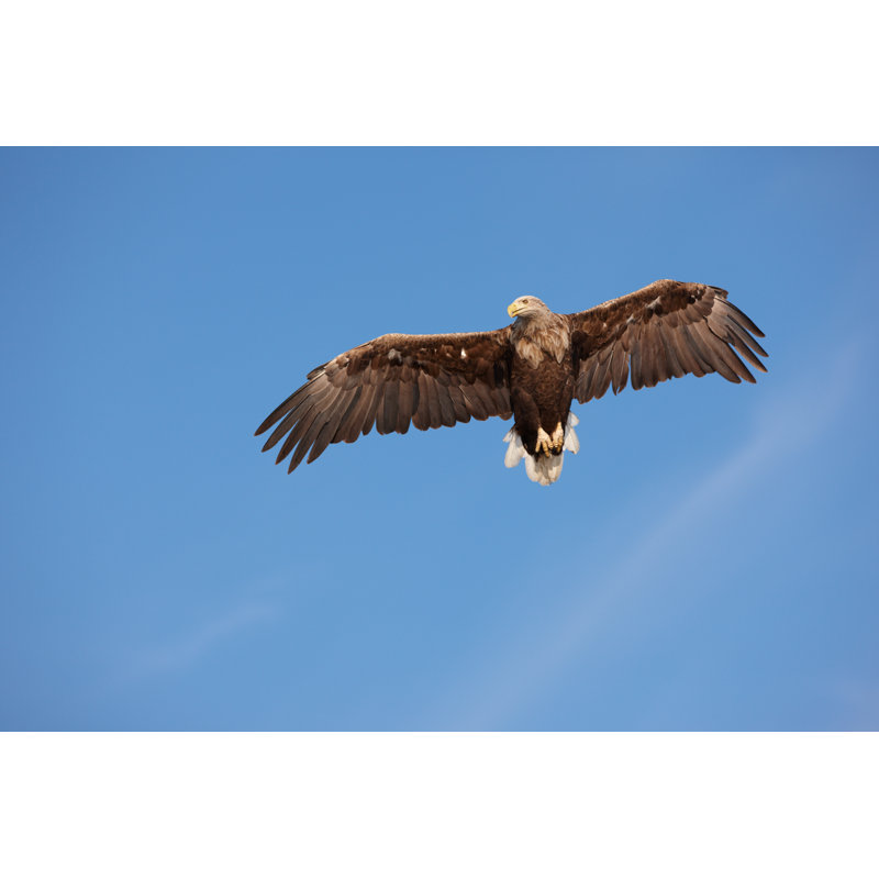 Aigle à queue blanche (Haliaeetus Albicilla) par Kaidokarner, H 32 po x l 48 po