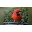 Birdfy Feeder 2 Duo AI Dual-Camera Smart Bird Feeder with Solar Power, AI Recognition, and Weatherproof Garden Design