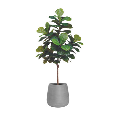 6' Fiddle Leaf Tree with Fiberstone Planter
