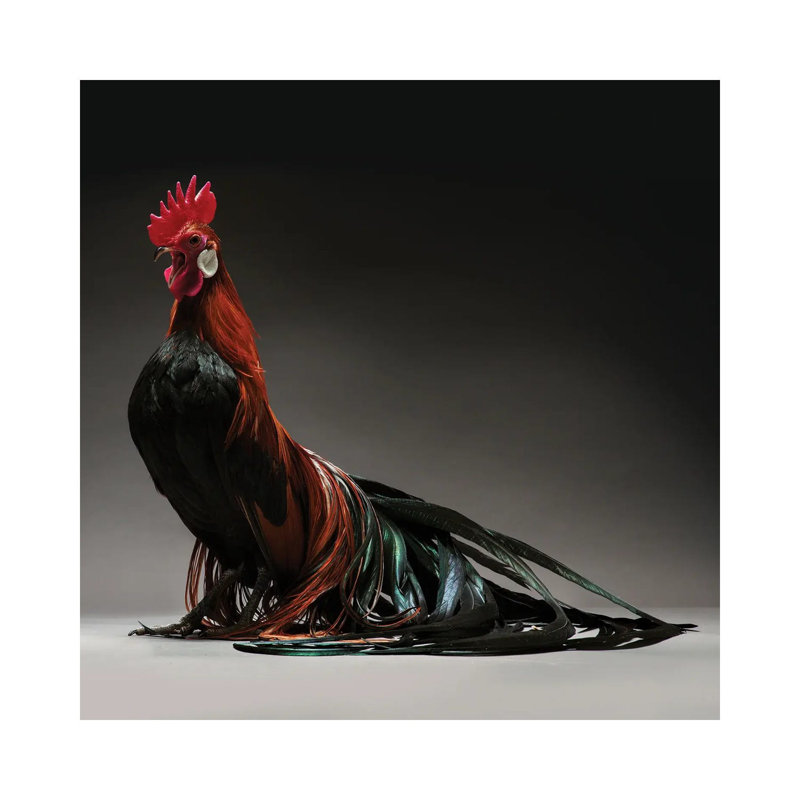 Phoenix by CHICken - Wrapped Canvas Print, 45.72 cm H x 45.72 cm W x 1.91 cm D