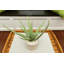 Feuillage artificiel en pot-384964417