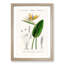 Bird of Paradise Flower by Charles d Orbigny - Framed Print-55457084-55457080