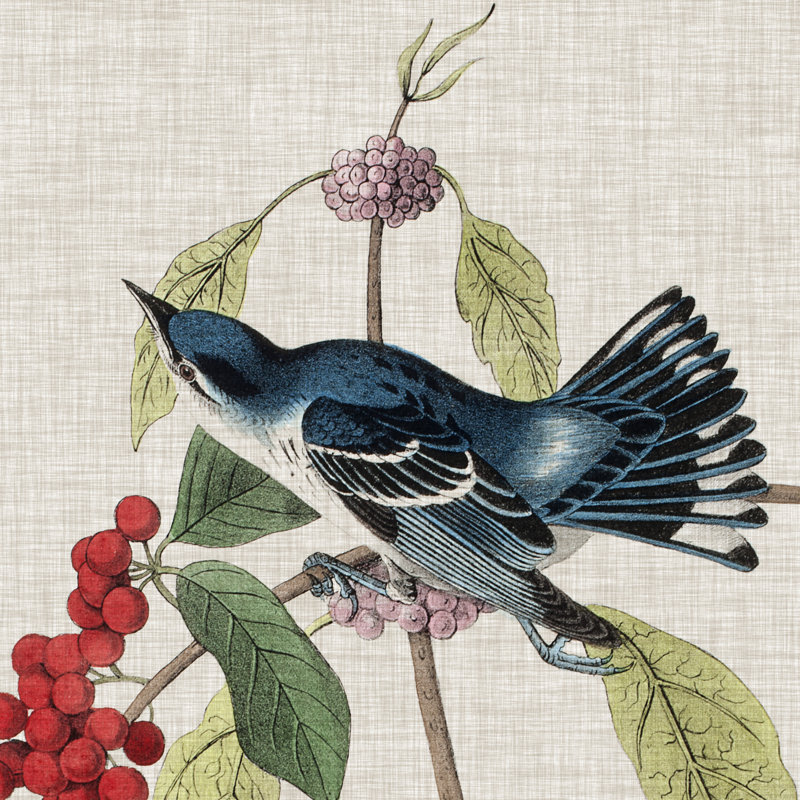 Avian Crop III by John Audubon - 1 Piece Wrapped Canvas Painting, 30cm H x 30cm W x 3.8cm D