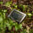 38.6' L Solar String Light with 100 LEDs