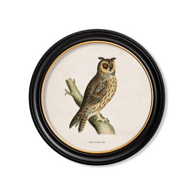Long Earred Owl by Mid-1800s - Single Picture Frame Print on Archival Matt 230gsm Paper