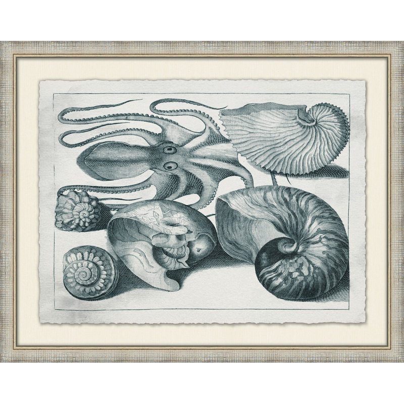 Aquatic Specimines 4 Framed Print