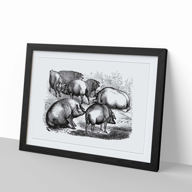 Pigs Illustration in Black and White - Framed Print, 27cm H x 36cm W x 2cm D, Black Framed