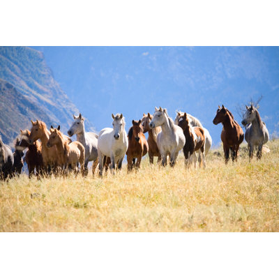 Herd Of Horses - Wrapped Canvas Print