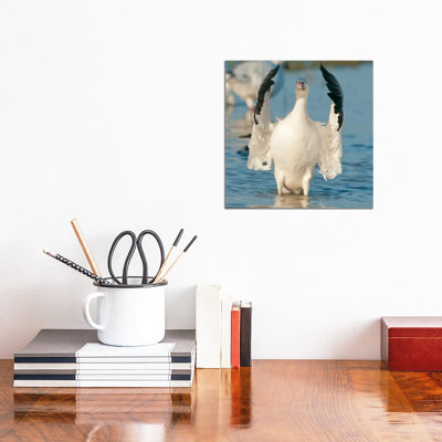 Snow Goose Flapping Wings, Skagit River, Washington by Kevin Schafer - Wrapped Canvas Painting