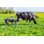 Manos Cows With Newborn Calves par - Photographie de toile tendue