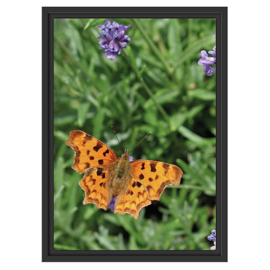 Gerahmtes Wandbild Schmetterling auf Blumenwiese