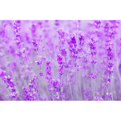 " Field Lavender Flowers "