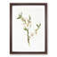 Almond Tree Flower by Giorgio Gallesio - Single Picture Frame Painting-55545171-55545166