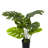 Artificial Split Leaf Philodendron Monstera Plant in Pot-880404319