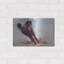 «Horse s'amusant» par Robert Campbell-642092419