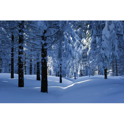 Winter Forest by AVTG - Wrapped Canvas Print