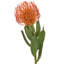 Coussin en plastique Protea 21 po -422802709
