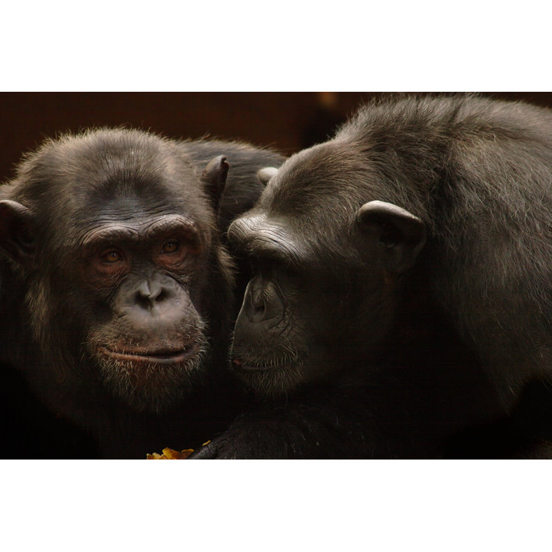 Chimpanzees Partage Secrets par Absolute_Frenchy - photographie sur toile tendue, L 12 po x H 8 po