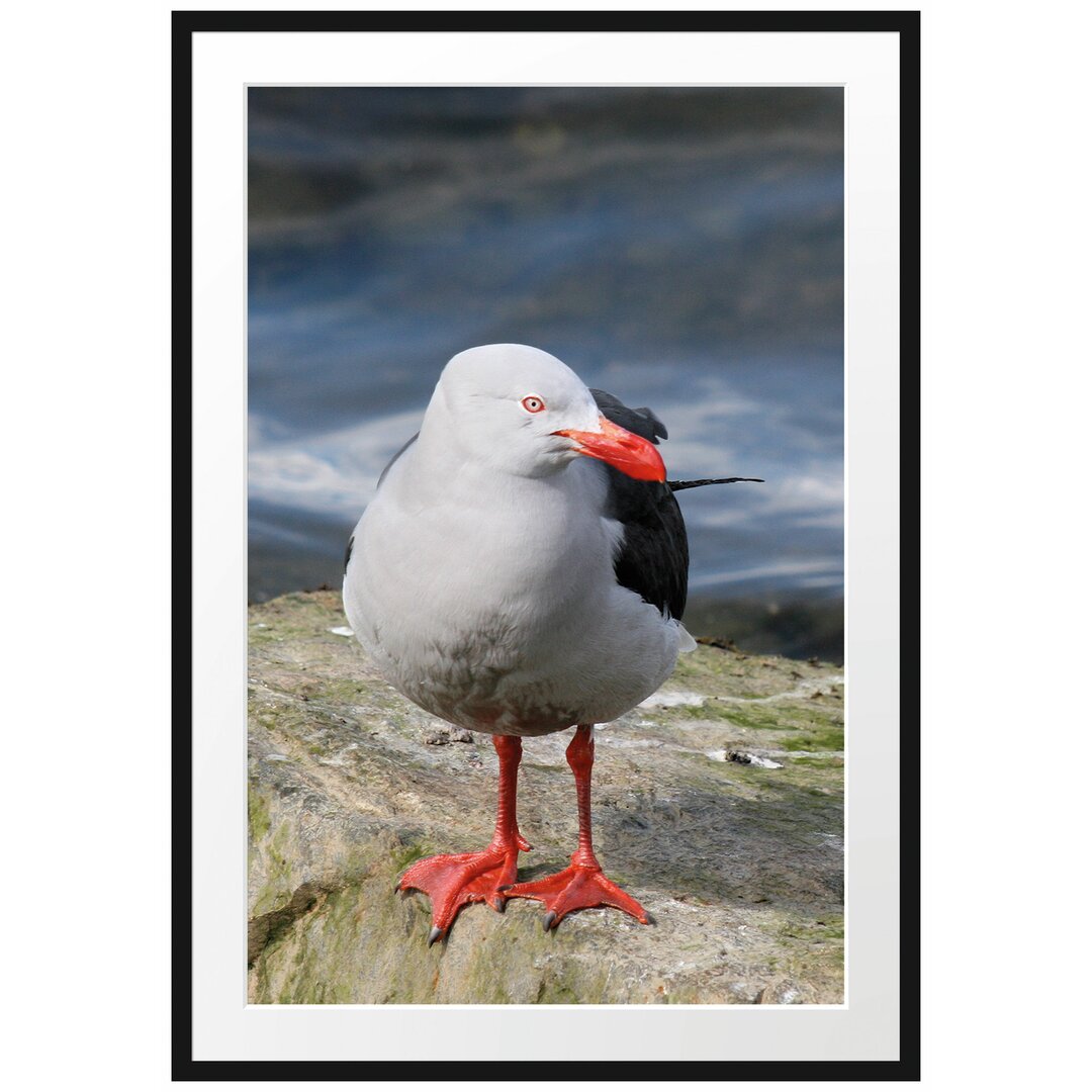 Kleine Möwe auf einem Felsen" Gerahmtes Fotoposter