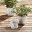 Leilani Planter-940188500