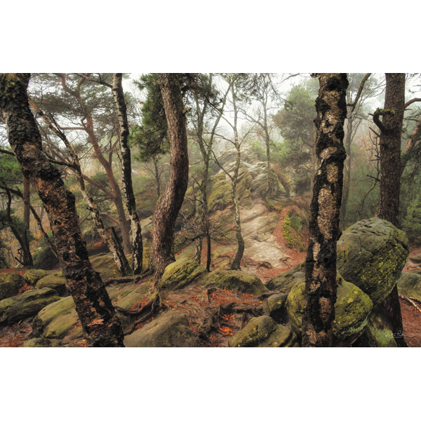 Millwood Pines Rocky Tree Life On Canvas by Martin Podt Print | Wayfair