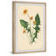 Fresh Dandelions 1 Piece Single Picture Frame Painting-1892461872