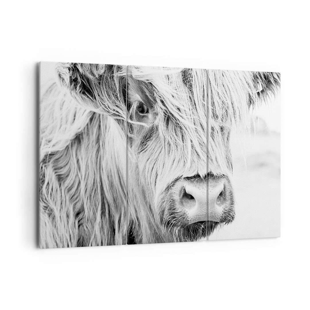 3-tlg. Leinwandbilder-Set Cow Scotch Animal