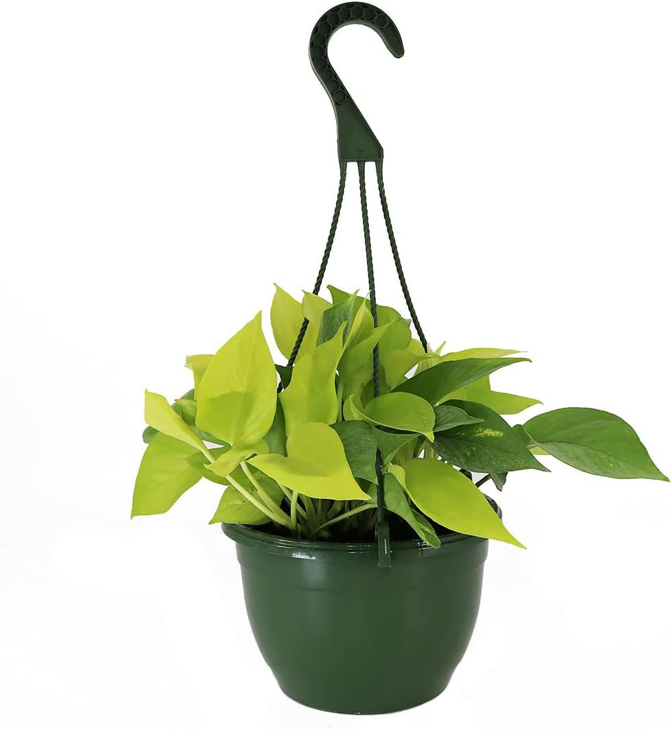 Low Light American Plant Exchange Neon Pothos Indoor/Outdoor Live Plant, 2 Gallon Hanging Basket American Plant Exchange
