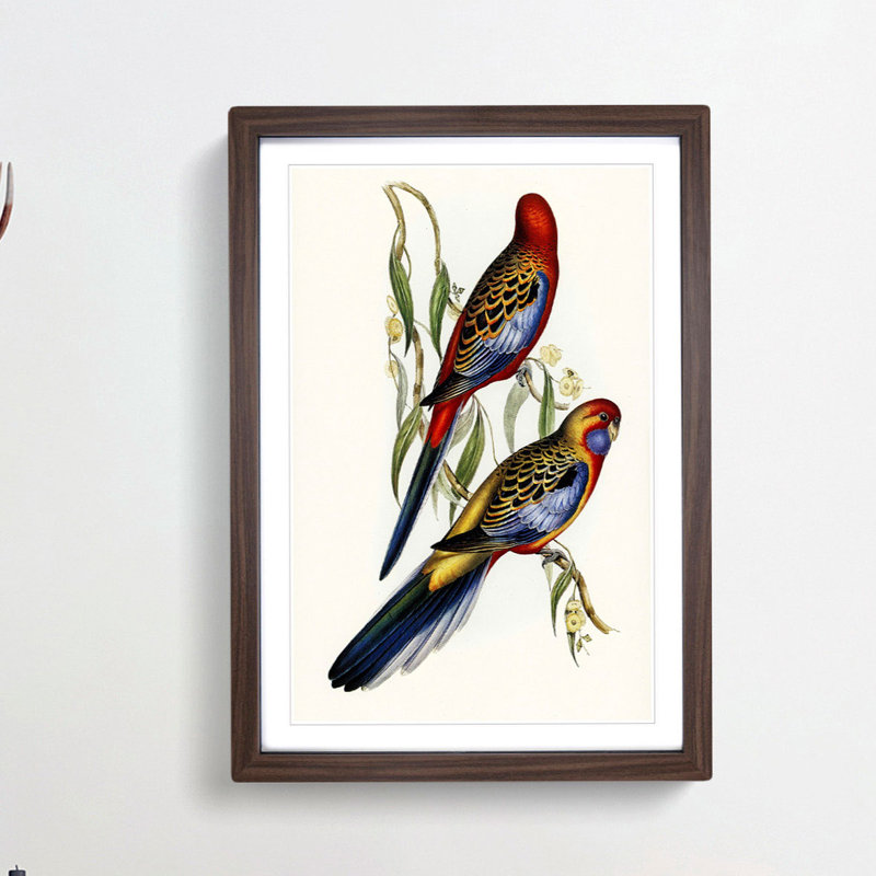 Adelaide Parakeets by Elizabeth Gould - Single Picture Frame Painting, Walnut Framed, 33cm H x 24cm W x 2cm D