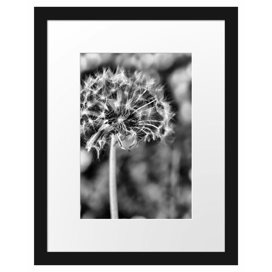 Gerahmtes Poster Pusteblume auf Wiese