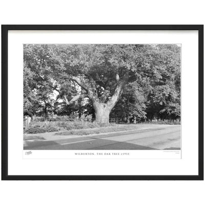 Wilburton, The Oak Tree C1955 by Francis Frith - Single Picture Frame Print