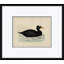 Duck Series: Surf Scoter Giclee Print by Paul Cezanne