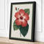 Hibiscus Study Botanical - Wrapped Canvas-1321183134-1321183135