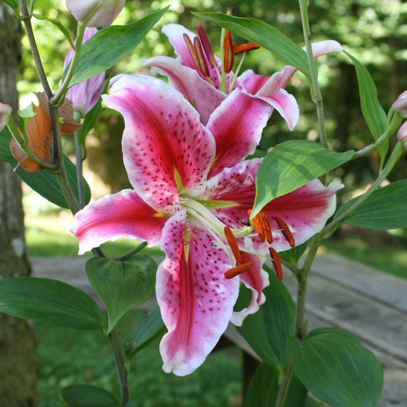 Giant Stargazer Lilies - 6 Bulbs -  Pink Lily Flowers Attracts Butterflies, Bees & Hummingbirds