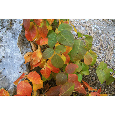 «Fall Poison Ivy» par Pancaketom - photographie sur toile tendue