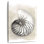 Brampt Shell Schematic I
