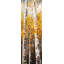 Birches by Sunny Day - Reproduction matte encadrée contemporaine