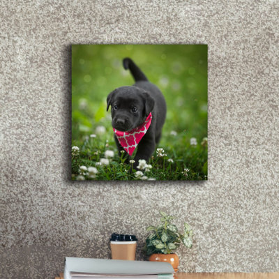 " Black Lab Pup 3 " by Jonathan Ross