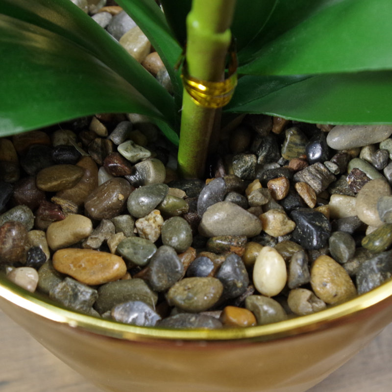 Plant, White
