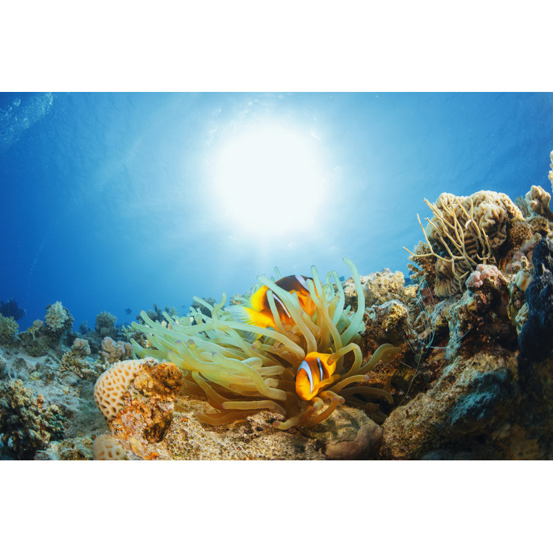 Anemone Clownfish par Ultramarinfoto, H 20 po x l 30 po