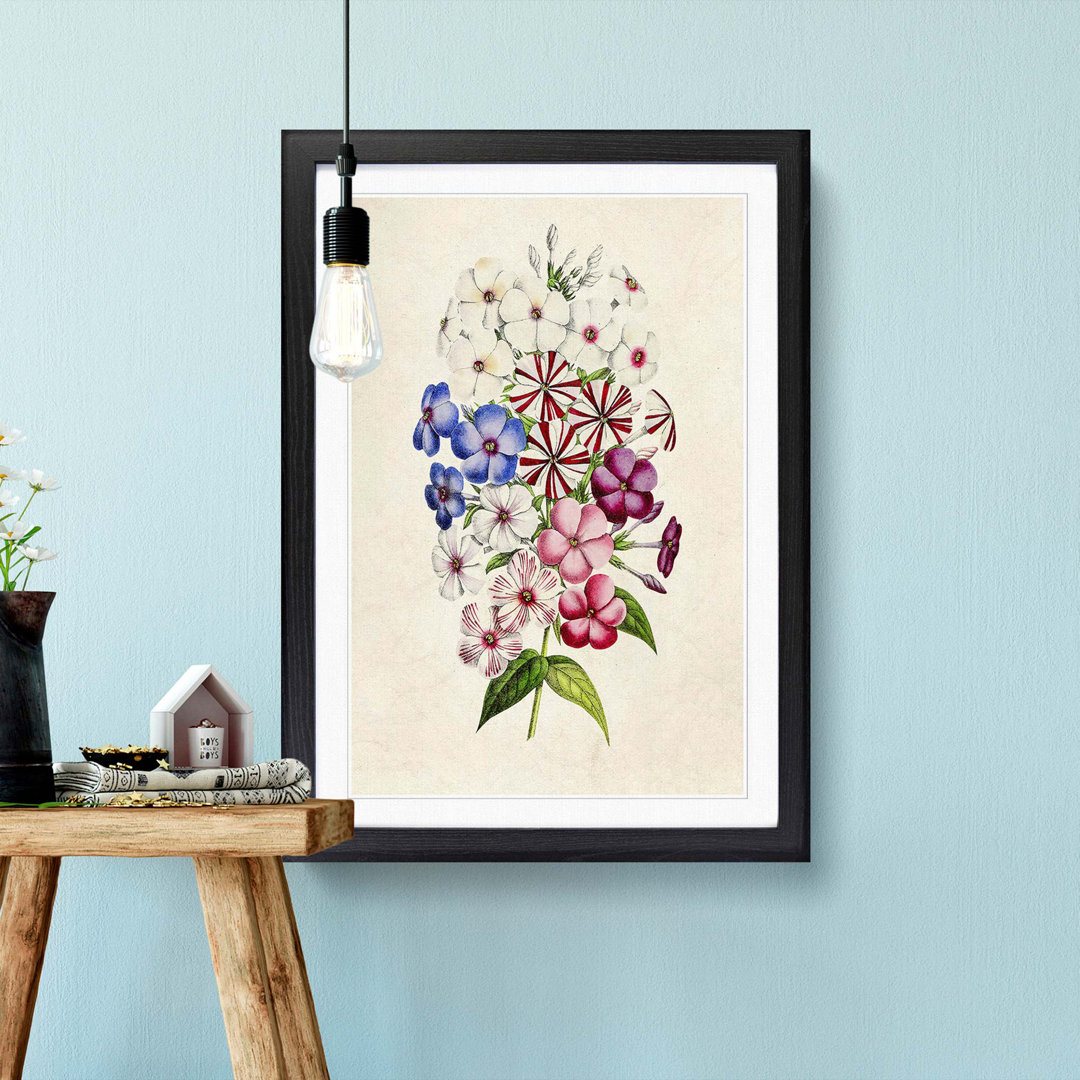 Illustration of a Petunia Flowers - Framed Print