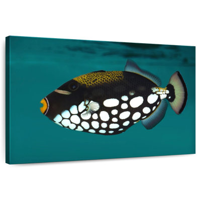 Clown Triggerfish Pet