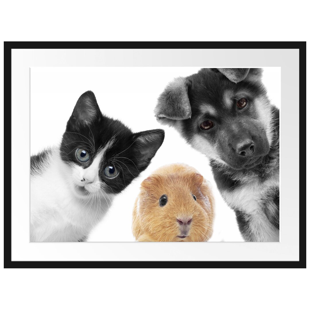 Gerahmtes Poster Trio Hund Katze Meerschweinchen