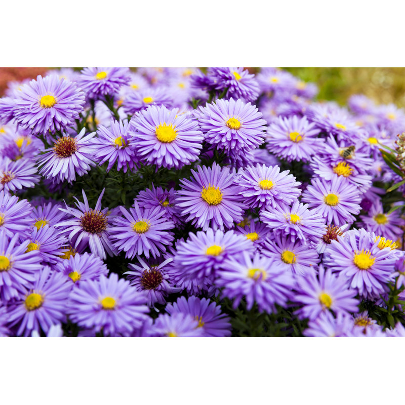 Purple Flowers - Wrapped Canvas Print, 30cm H x 46cm W x 3.8cm D