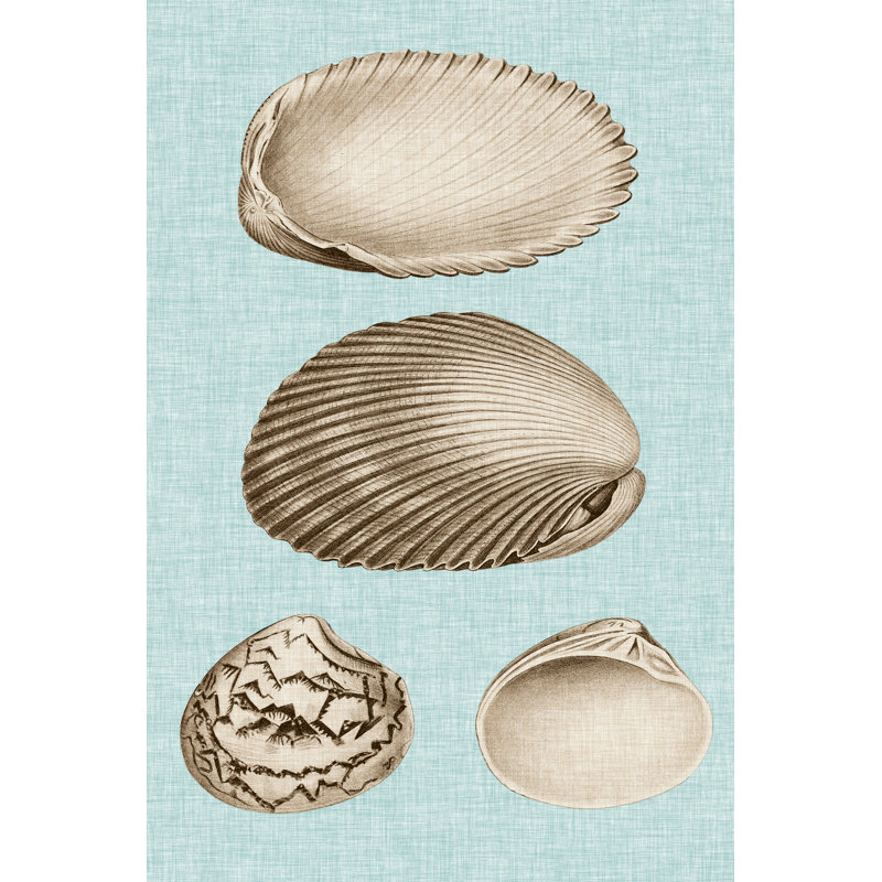 Sepia & Aqua Shells VIII - Wrapped Canvas Print, 30cm H x 20cm Wx 3.8cm D