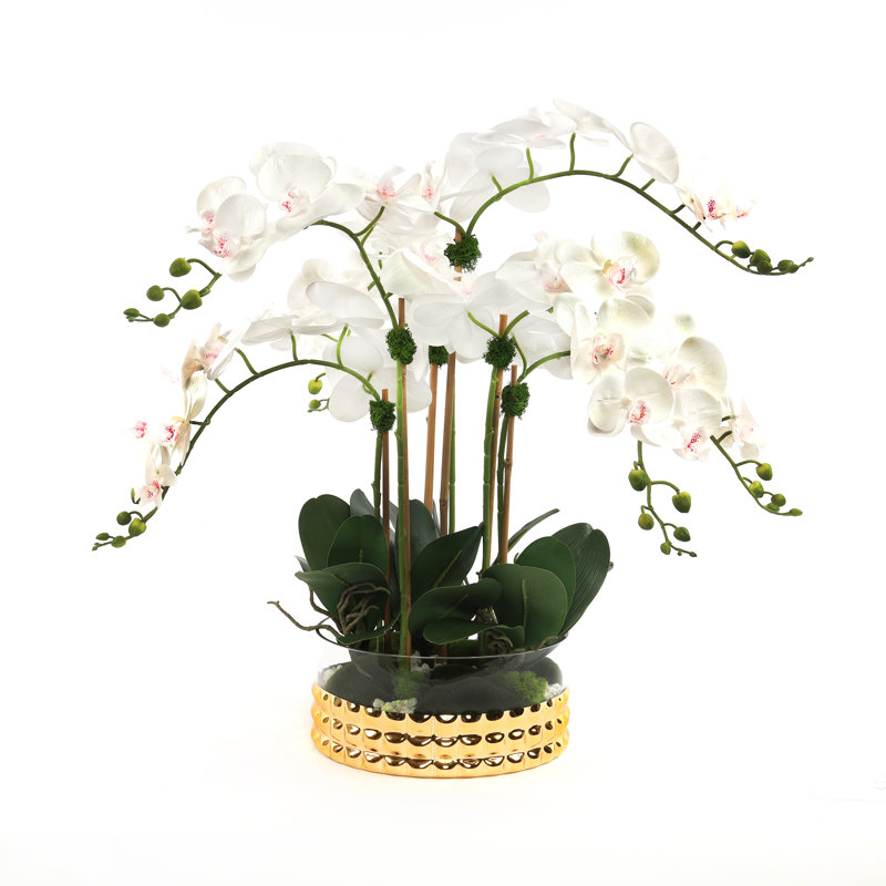Orchid in Pot