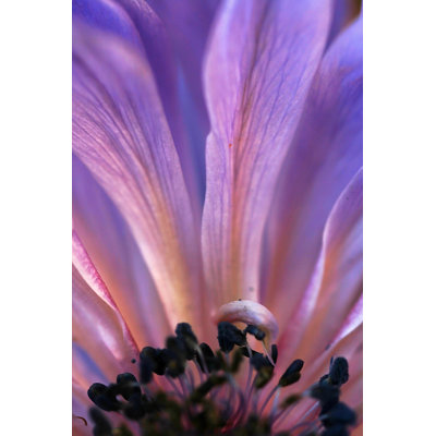 " Mauve Blossom " by Astrid860