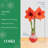 Costa Farms Indoor Holiday Red Amaryllis Bulb