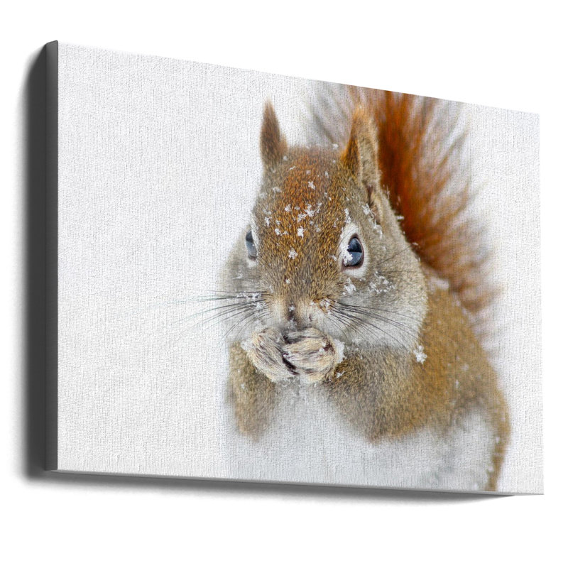 «Christmas Squirrel», art mural sur toile tendue, H 30 po x l 40 po