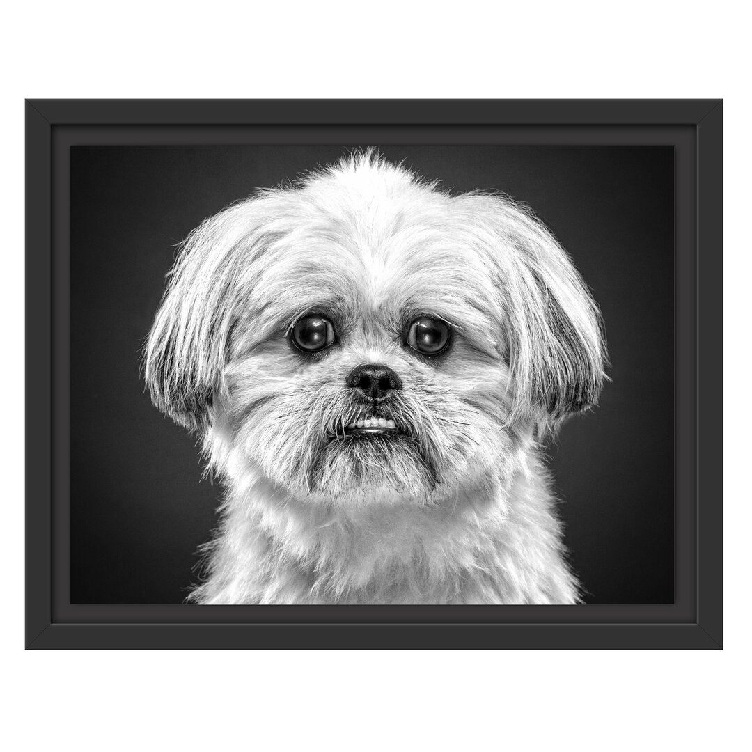 Gerahmtes Wandbild lustiger kleiner Hund Kunst B&W